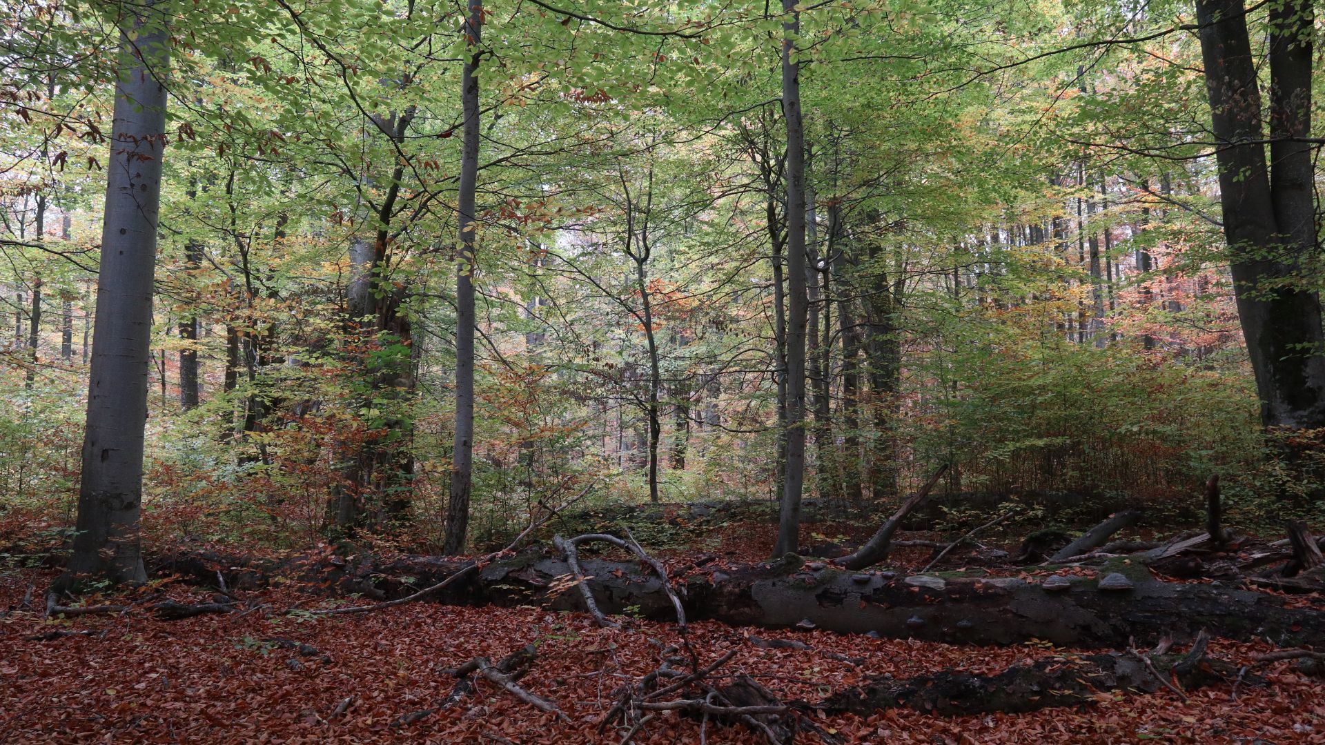 serdő túra 2026-10_6.jpg